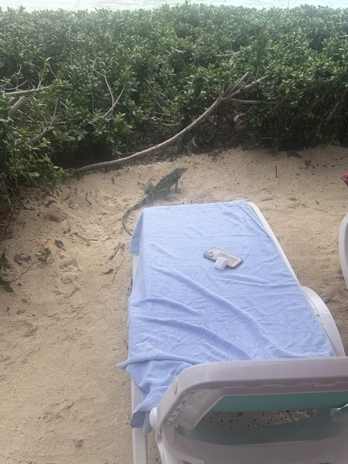 A green iguana on the sand beside a beach lounger draped with a blue towel, with a phone and earbuds resting on it.